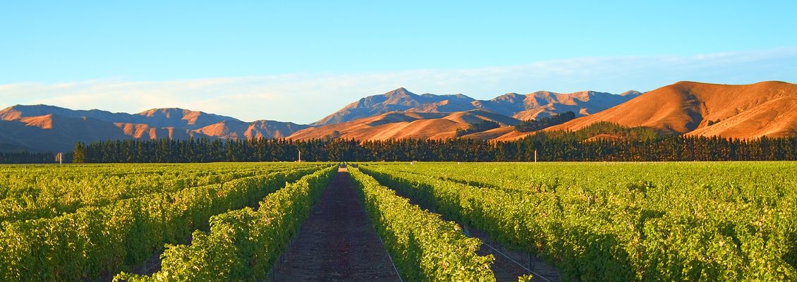 marlborough wine fields